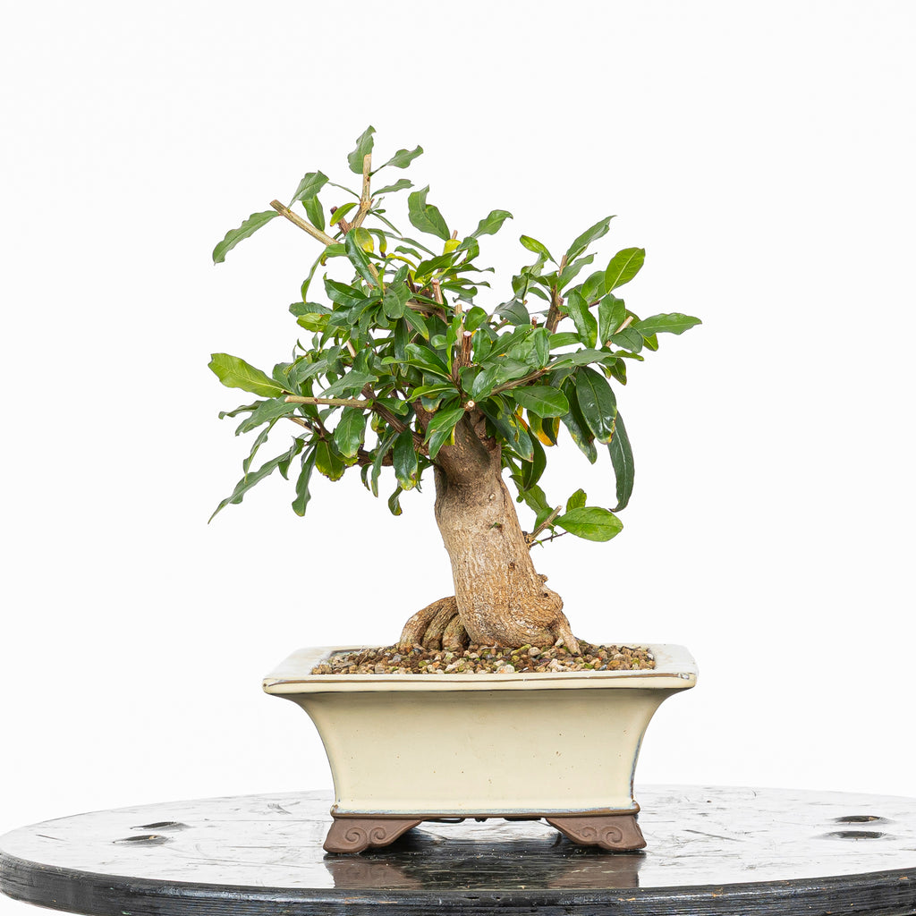 Bonsái - Granado (Punica granatum var. nejikan) - PG10006
