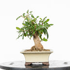Bonsái - Granado (Punica granatum var. nejikan) - PG10006