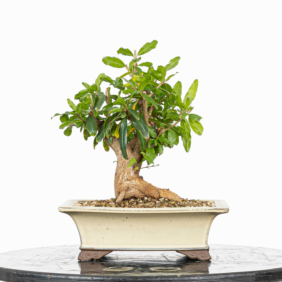 Bonsái - Granado (Punica granatum var. nejikan) - PG10006
