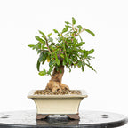 Bonsái - Granado (Punica granatum var. nejikan) - PG10006