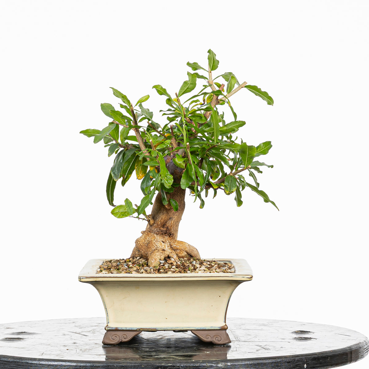 Bonsái - Granado (Punica granatum var. nejikan) - PG10006