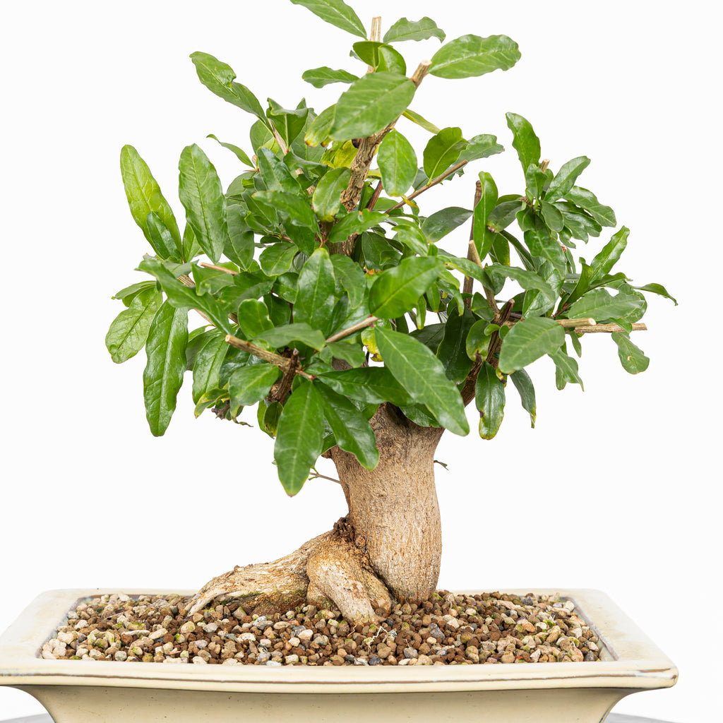 Bonsái - Granado (Punica granatum var. nejikan) - PG10006