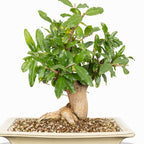 Bonsái - Granado (Punica granatum var. nejikan) - PG10006