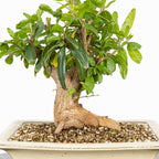 Bonsái - Granado (Punica granatum var. nejikan) - PG10006