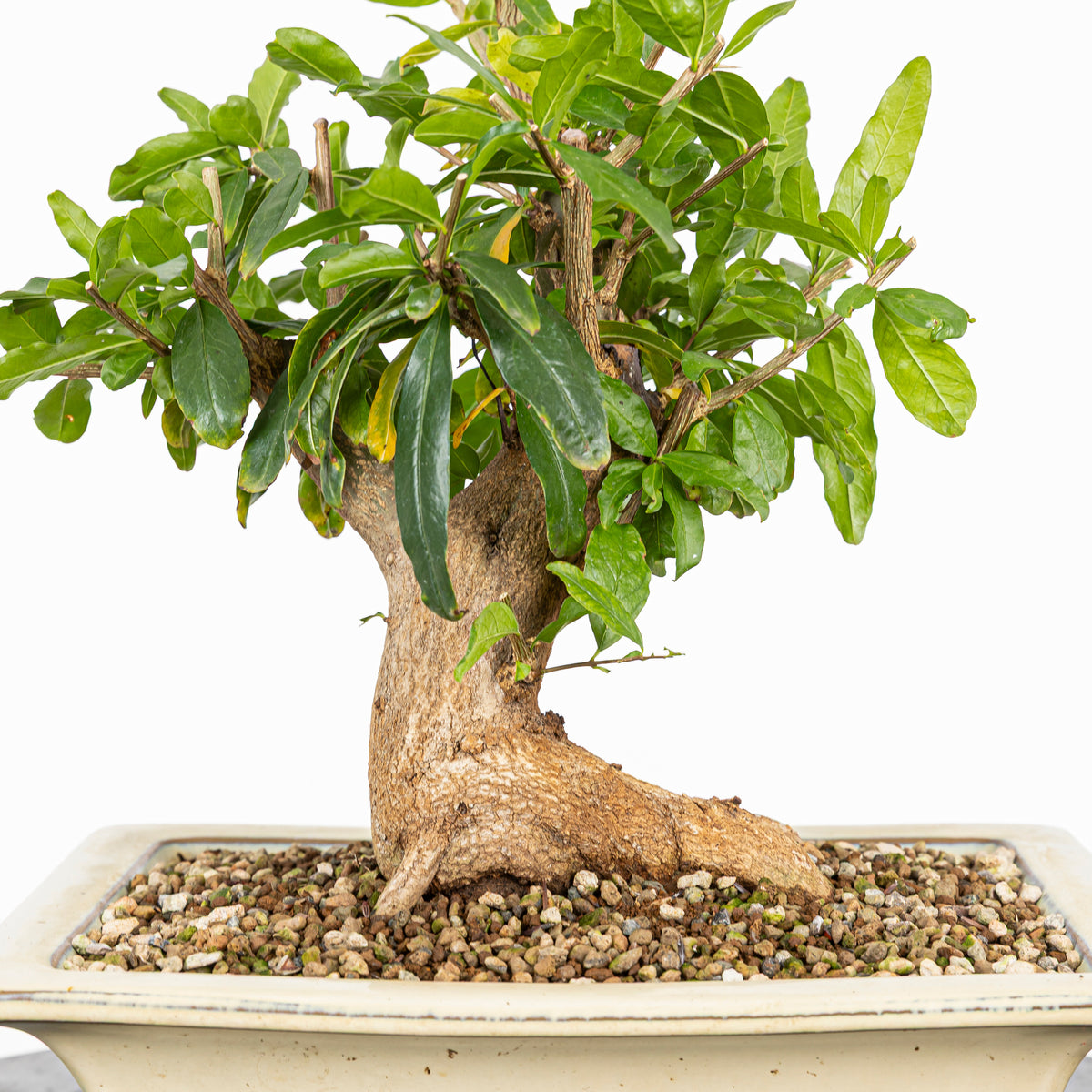 Bonsái - Granado (Punica granatum var. nejikan) - PG10006