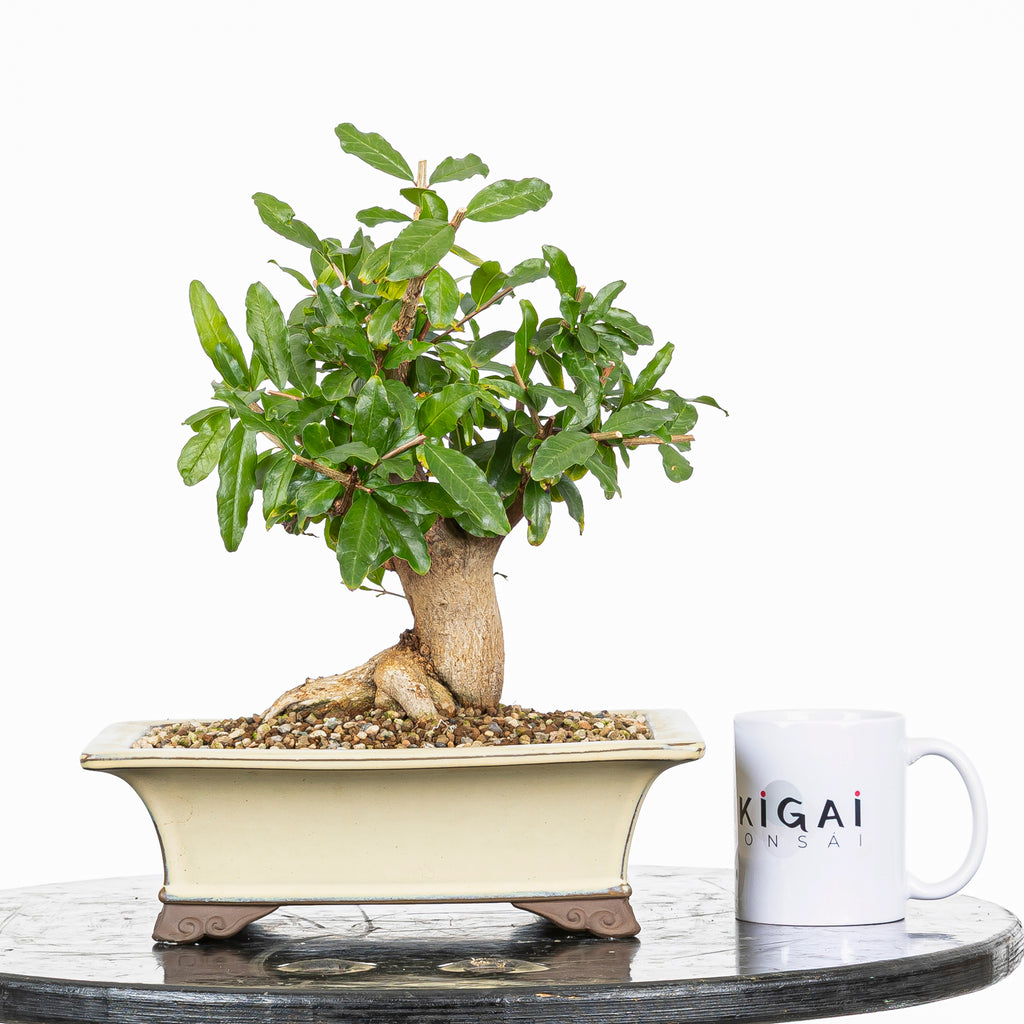 Bonsái - Granado (Punica granatum var. nejikan) - PG10006