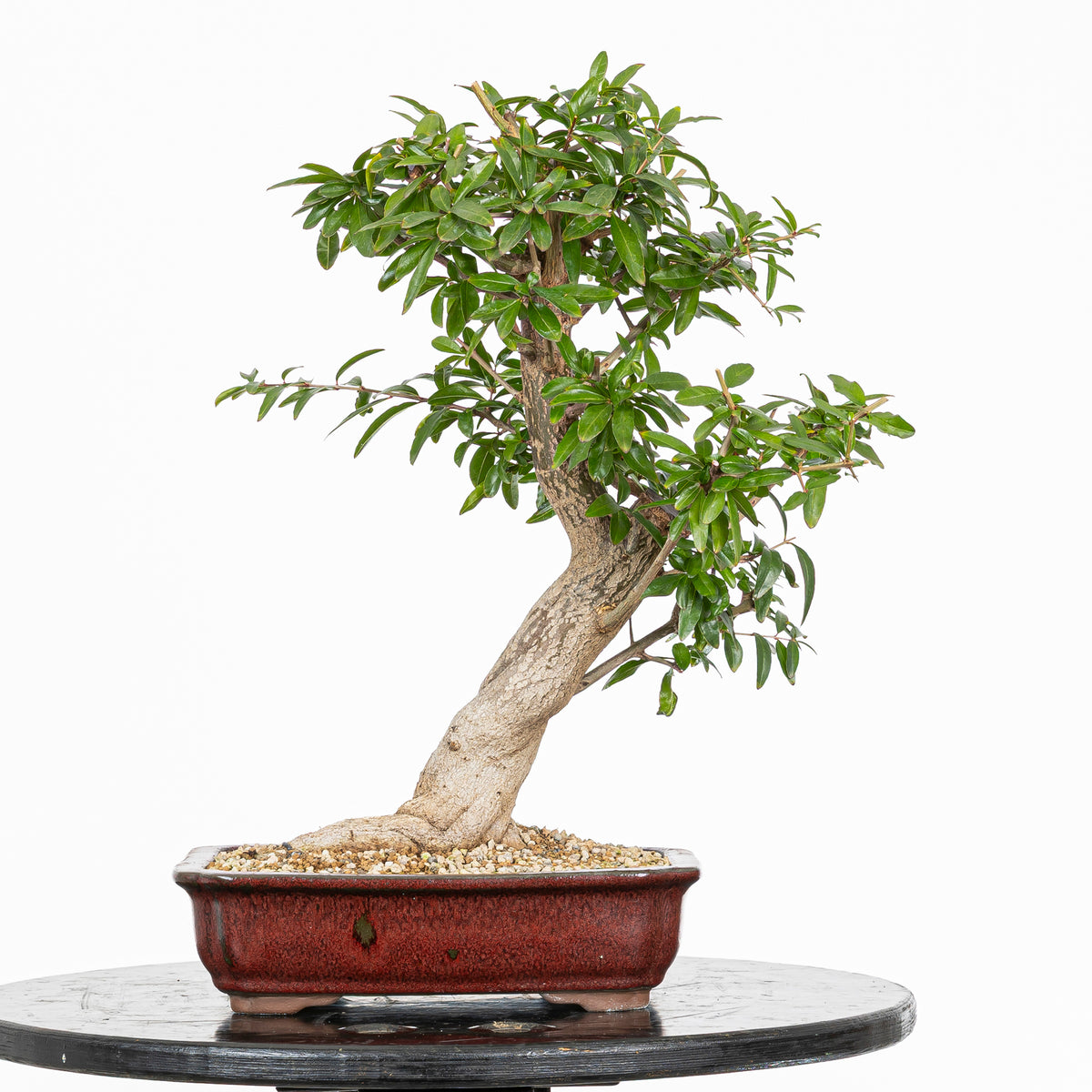 Bonsái - Granado (Punica granatum var. nejikan) - PG10007