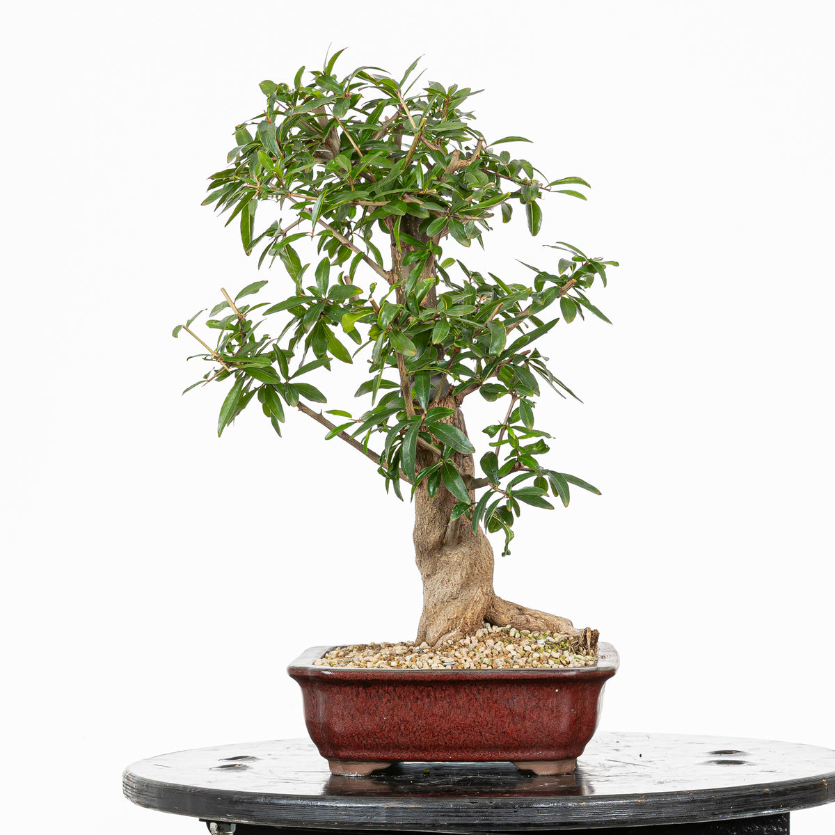Bonsái - Granado (Punica granatum var. nejikan) - PG10007