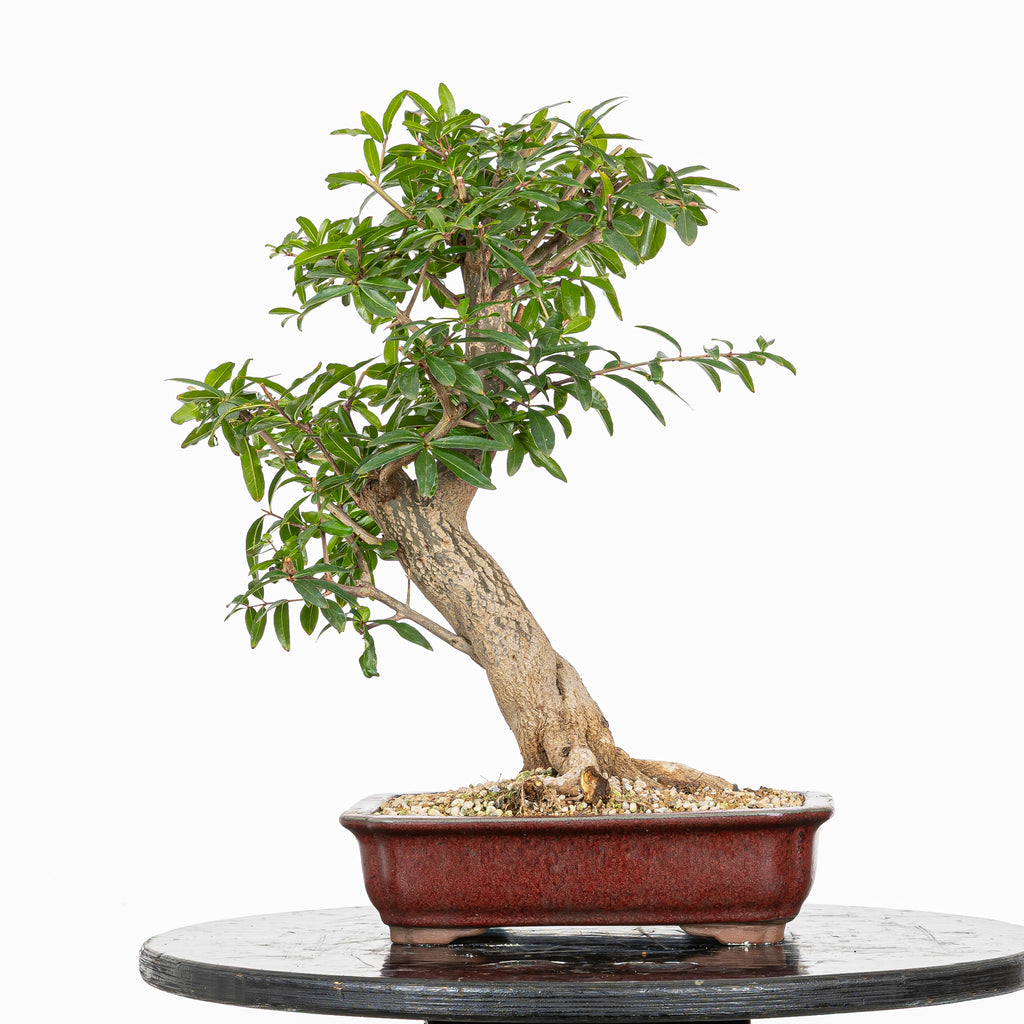 Bonsái - Granado (Punica granatum var. nejikan) - PG10007