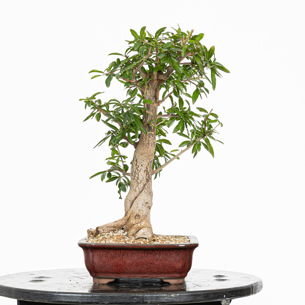 Bonsái - Granado (Punica granatum var. nejikan) - PG10007