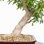 Bonsái - Granado (Punica granatum var. nejikan) - PG10007