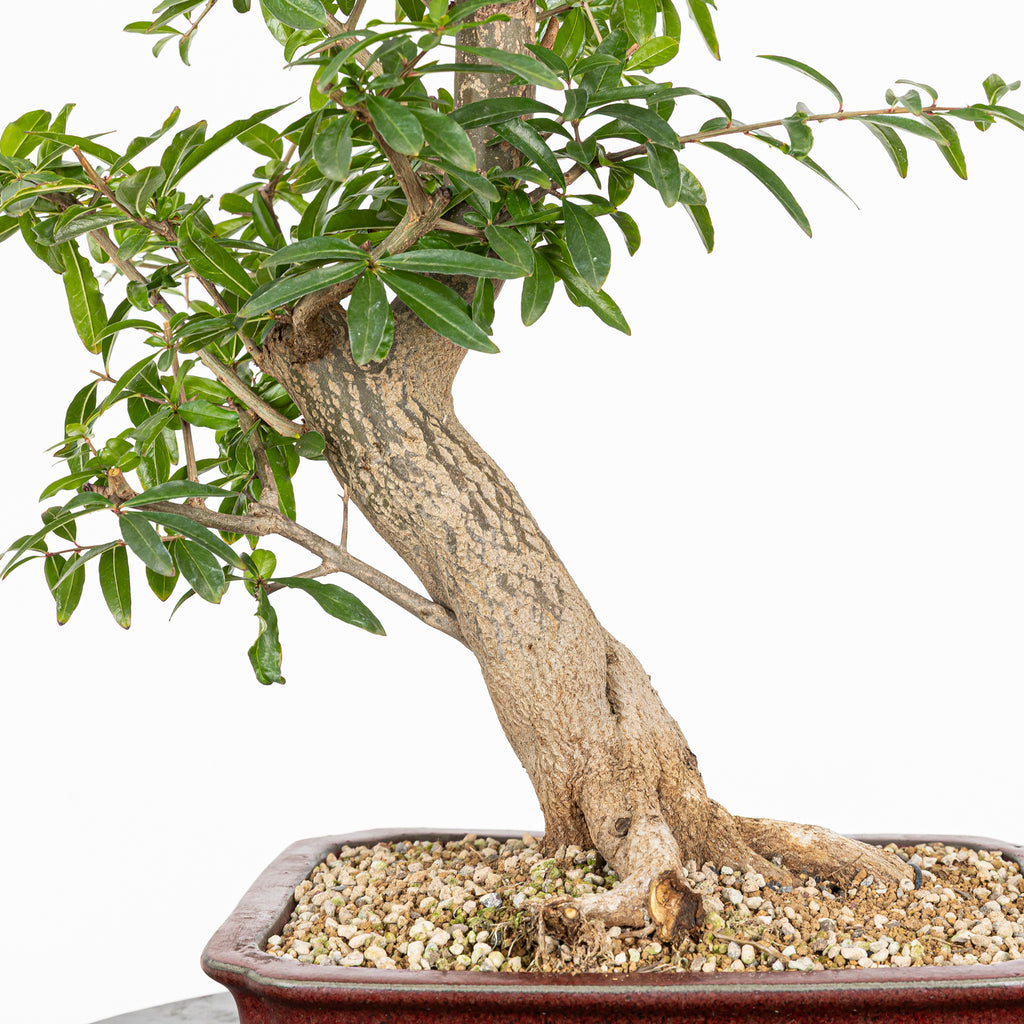 Bonsái - Granado (Punica granatum var. nejikan) - PG10007
