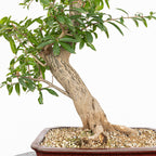 Bonsái - Granado (Punica granatum var. nejikan) - PG10007