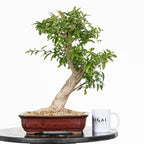 Bonsái - Granado (Punica granatum var. nejikan) - PG10007