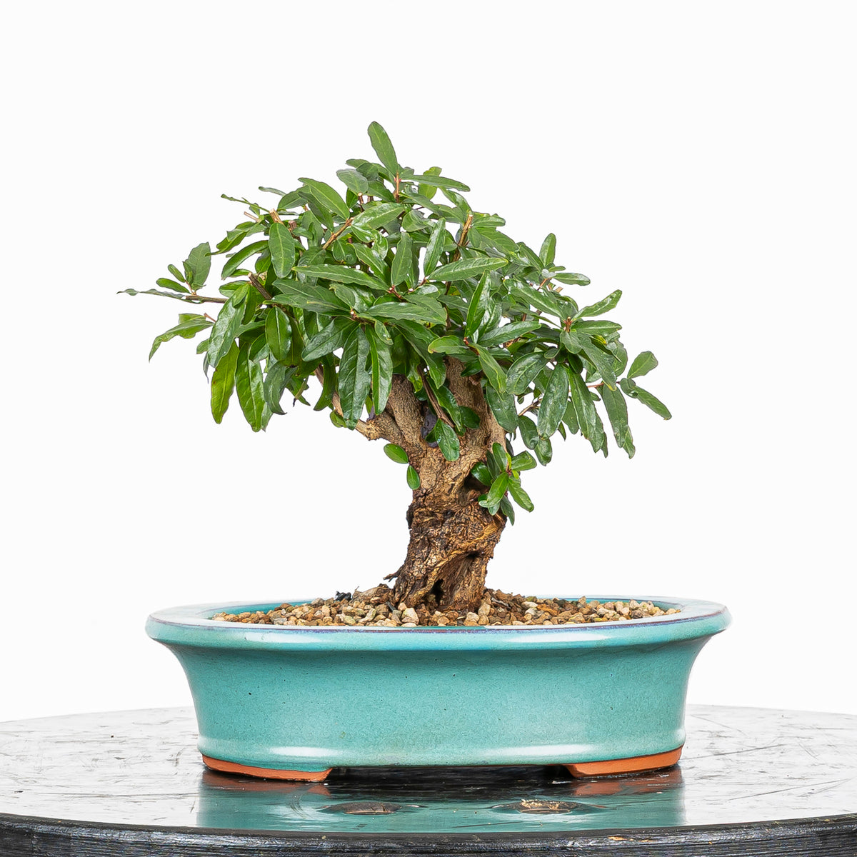 Bonsái - Granado (Punica granatum var. nejikan) - PG10008
