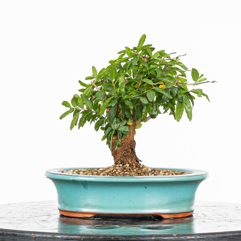 Bonsái - Granado (Punica granatum var. nejikan) - PG10008