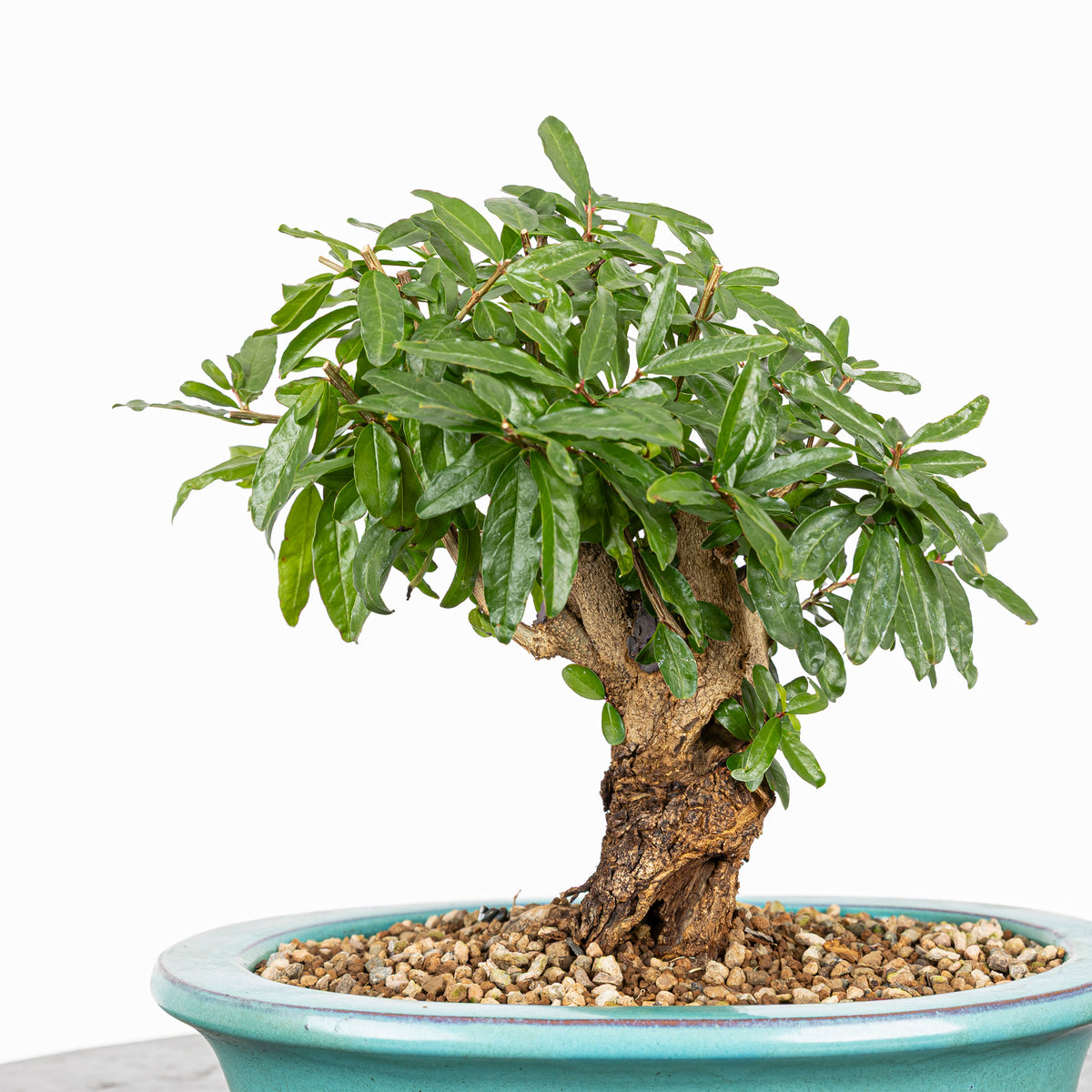 Bonsái - Granado (Punica granatum var. nejikan) - PG10008