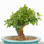 Bonsái - Granado (Punica granatum var. nejikan) - PG10008