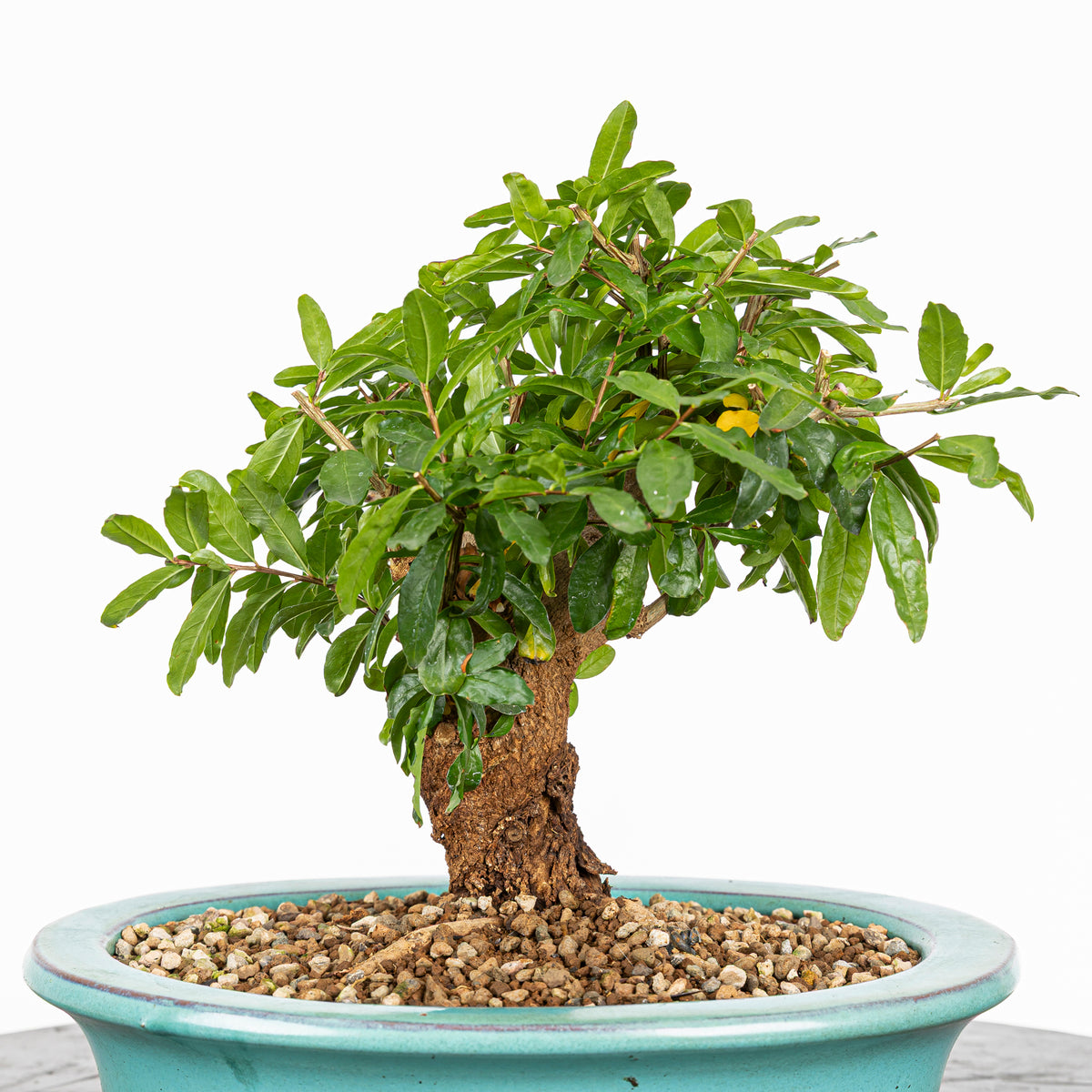 Bonsái - Granado (Punica granatum var. nejikan) - PG10008