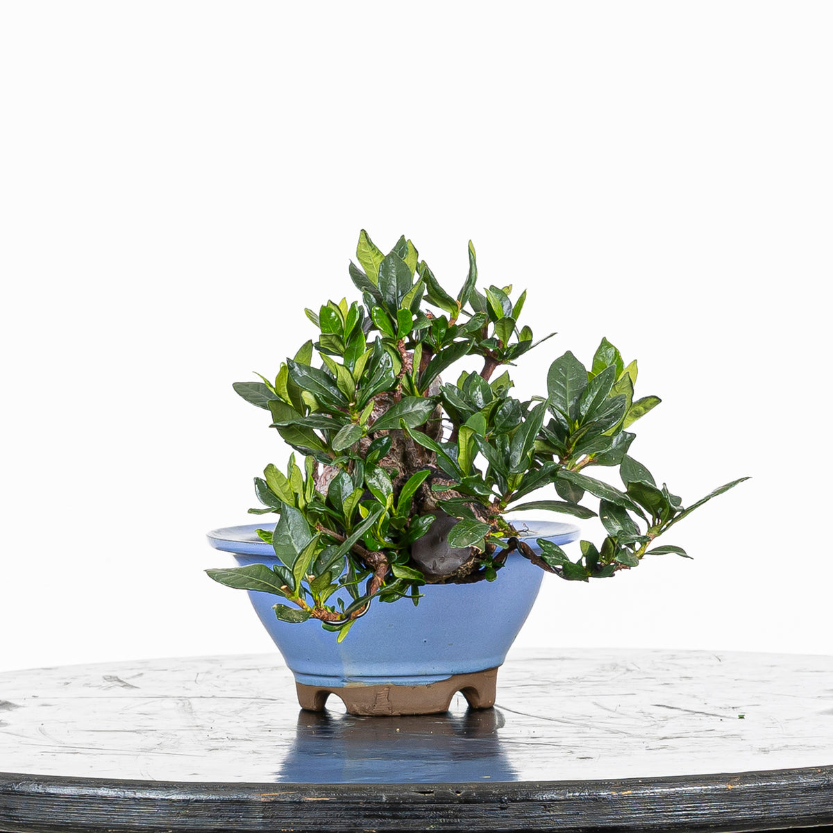 GARDENIA JASMINOIDES