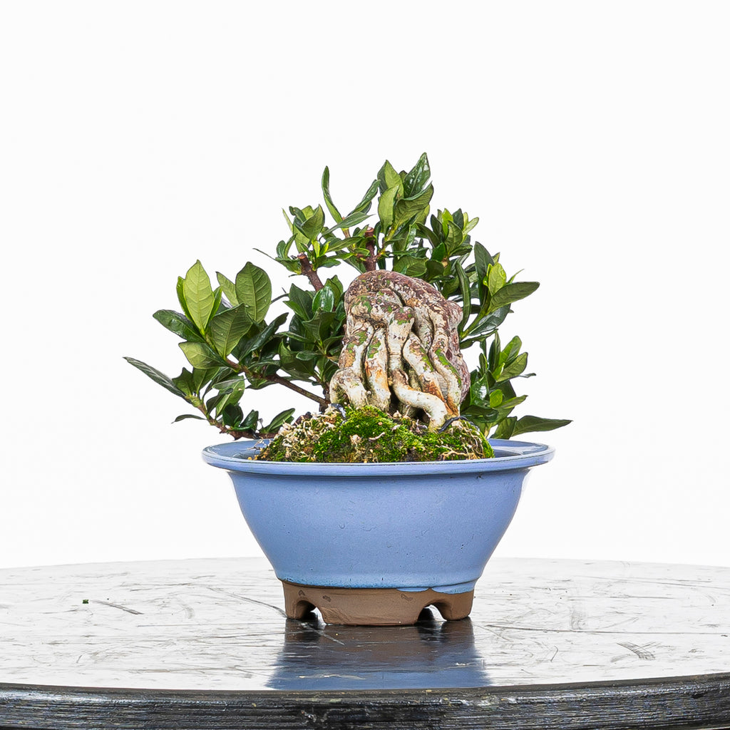 GARDENIA JASMINOIDES