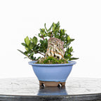 GARDENIA JASMINOIDES