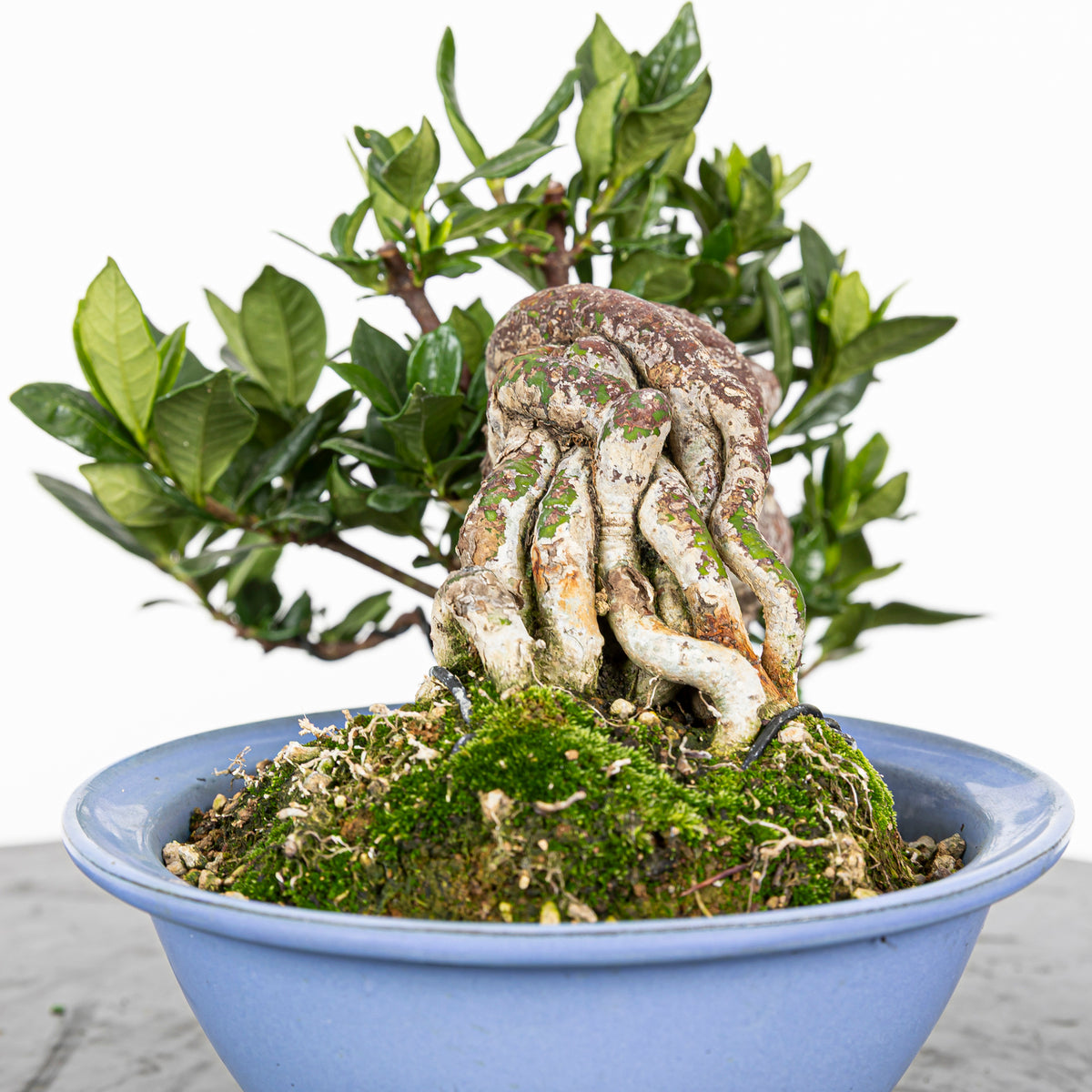 GARDENIA JASMINOIDES