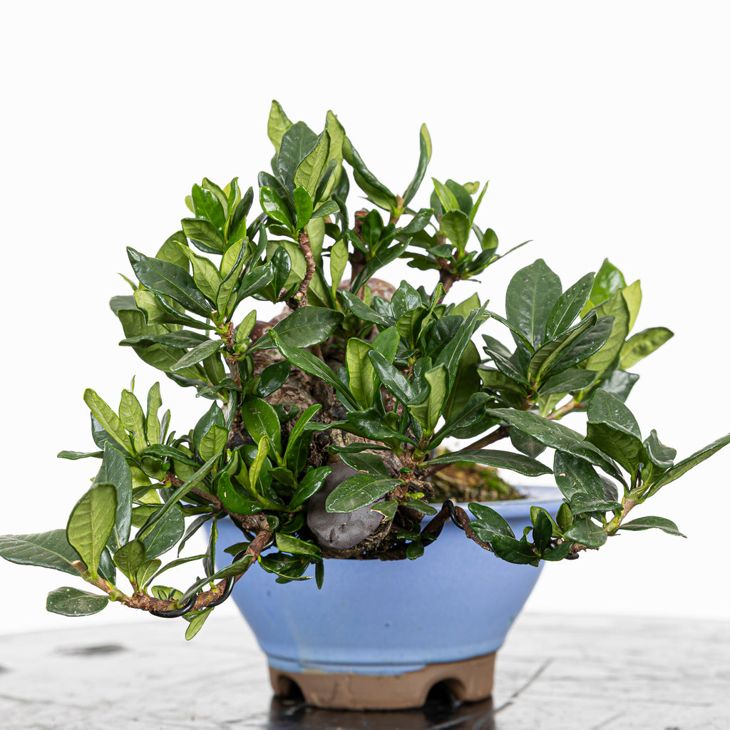 GARDENIA JASMINOIDES
