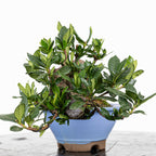 GARDENIA JASMINOIDES
