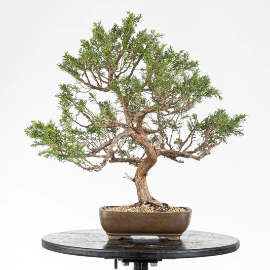 Frente bonsai chinensis