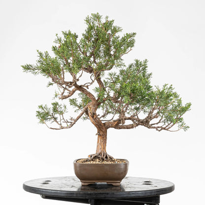 Lateral iquierdo de bonsai de chinensis