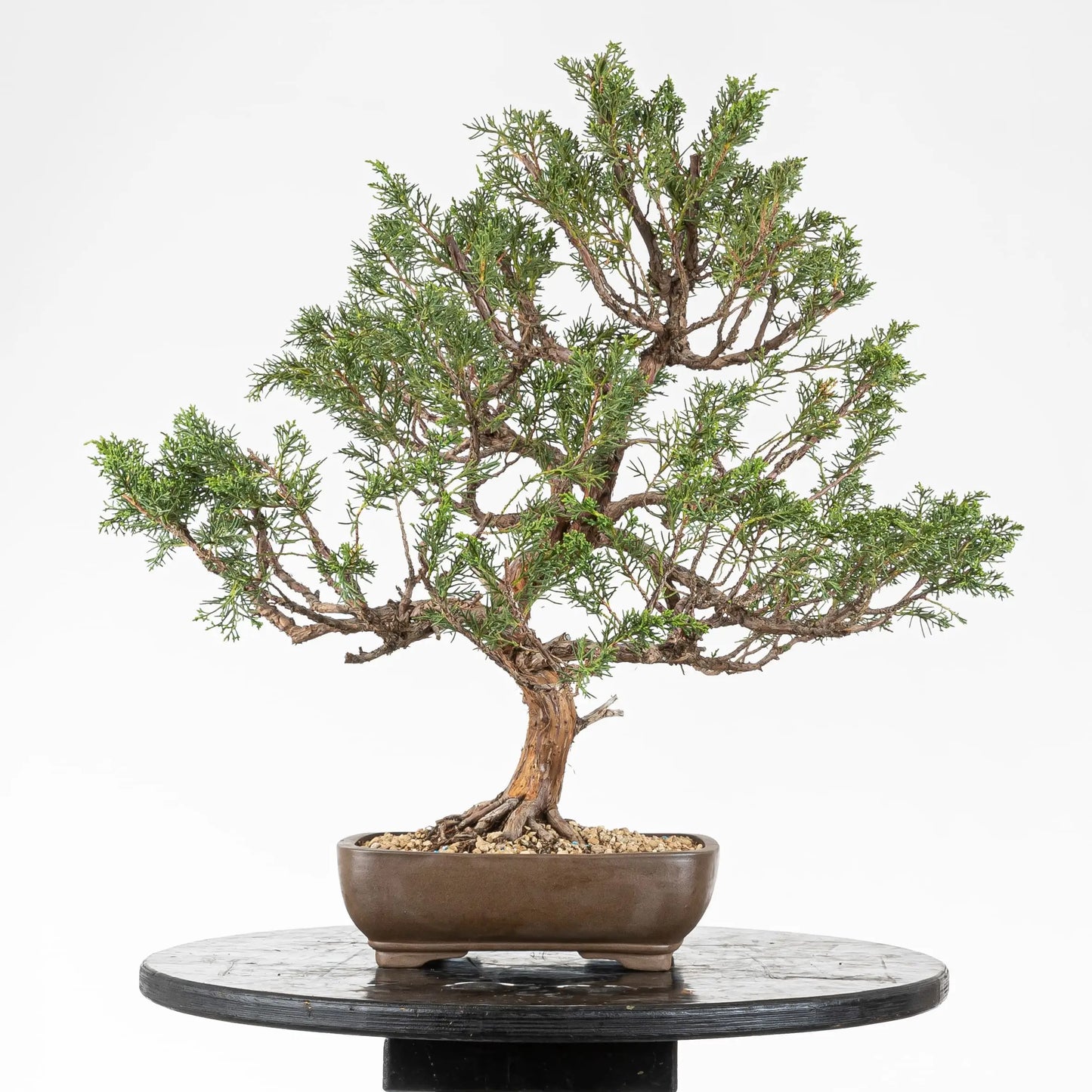 Cara trasera de bonsái de chinensis