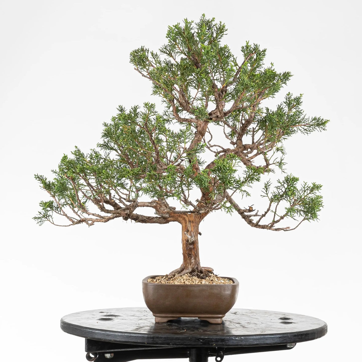 Cara derecha de bonsái de chinsis tamaño chuhin