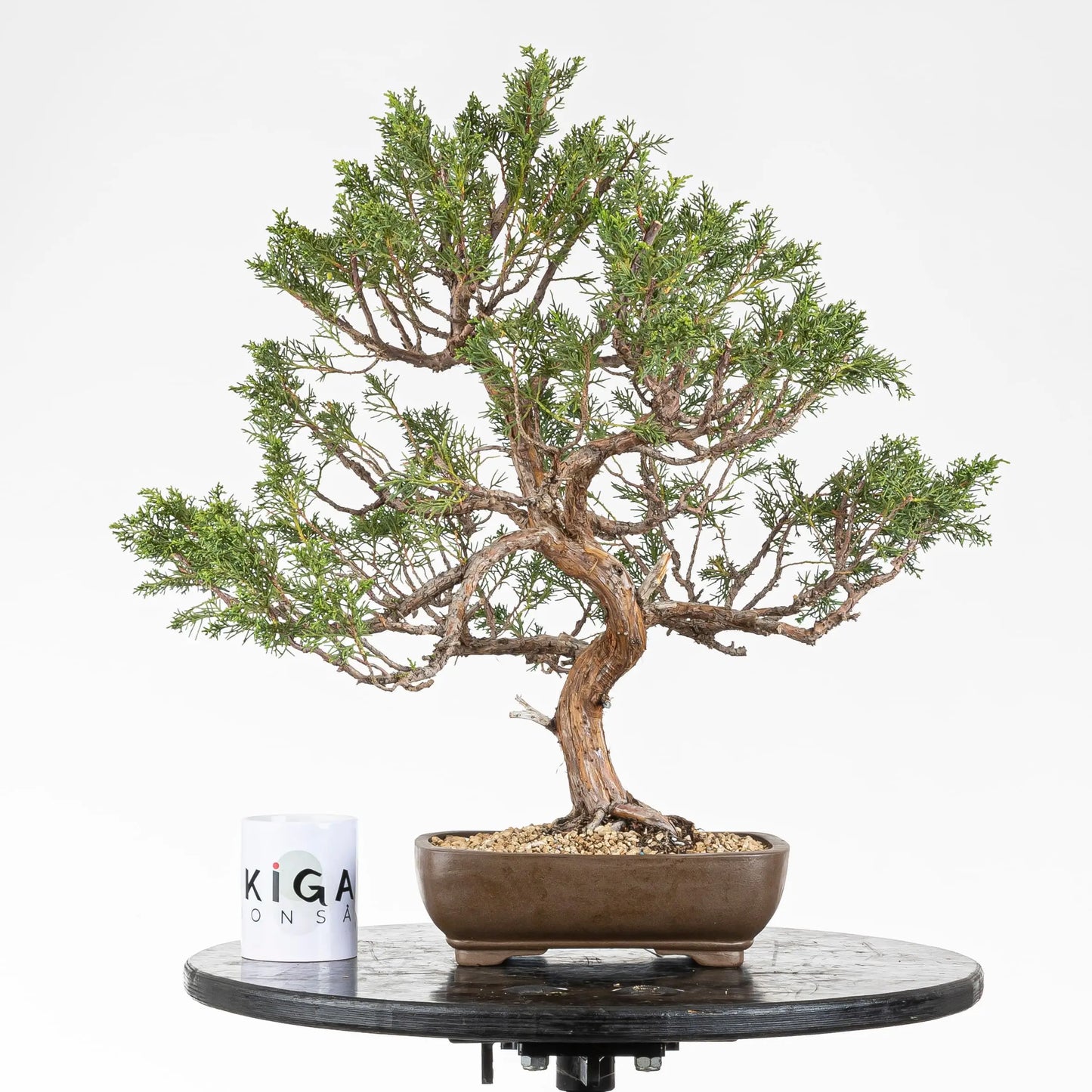 Comparativa de tamaño de bonsái de chinensis con taza de ikigai bonsái.