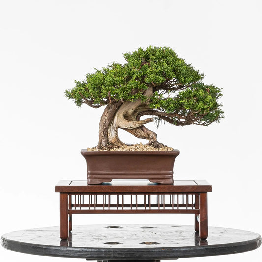 Bonsai tanuki de itoigawa tamaño shohin y estilo moyogi.