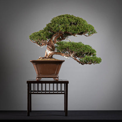 Frente de bonsai de juniperus itoigawa estilo Fukinayasi