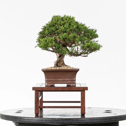 Cara izquierda de bonsai tanuki de itoigwa.