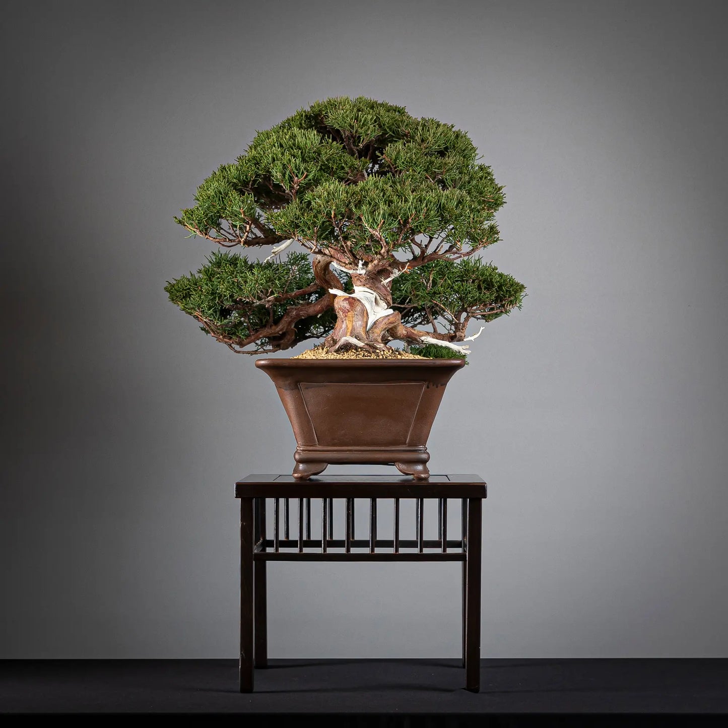 Cara derechad de bonsai de juniperus itoigawa