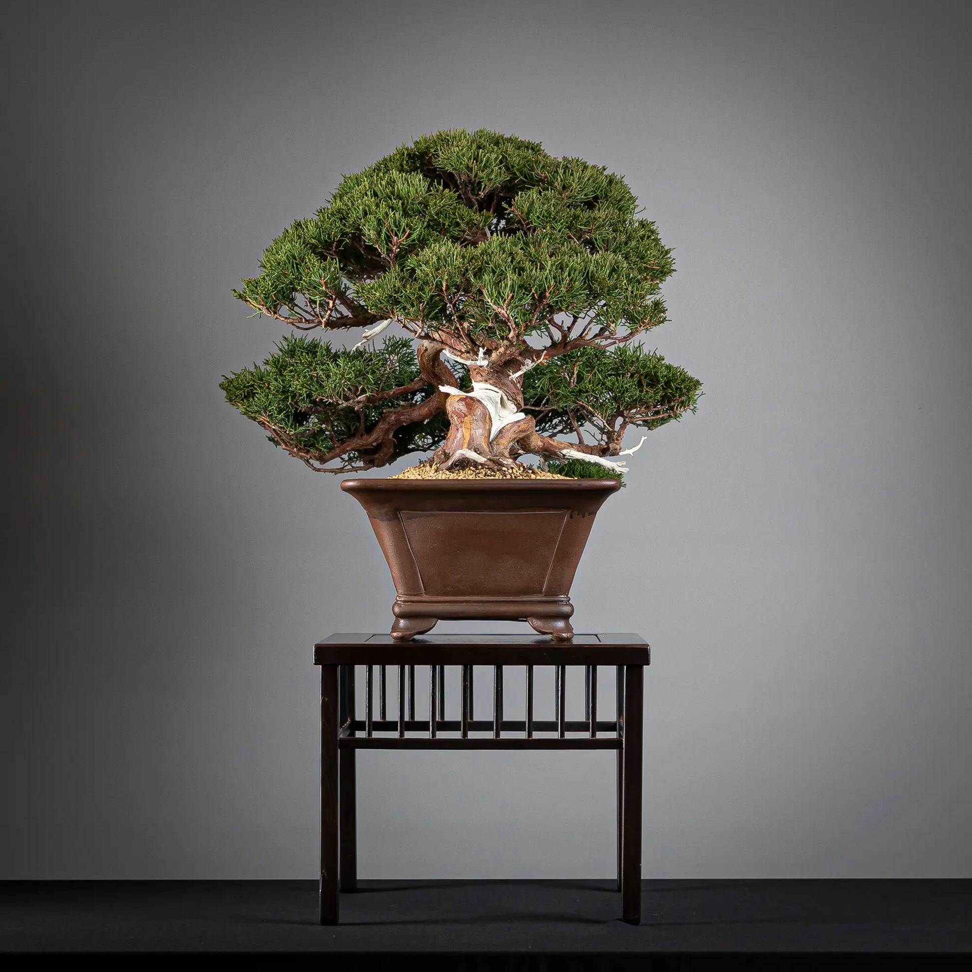 Cara derechad de bonsai de juniperus itoigawa