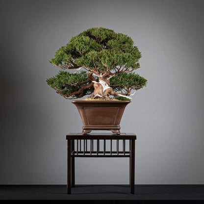 Cara derechad de bonsai de juniperus itoigawa