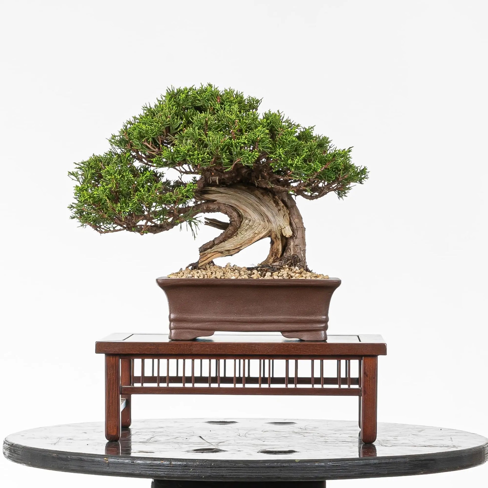 Cara trasera de bonsai de itoigawa