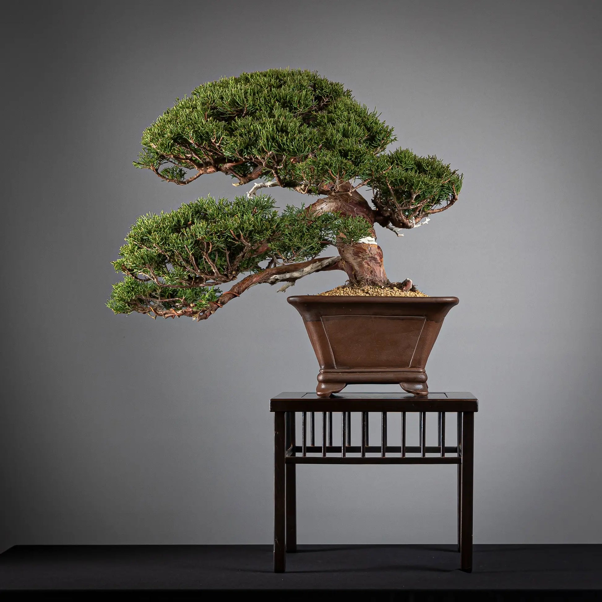 Cara trasera de bonsai de juniperus itoigawa