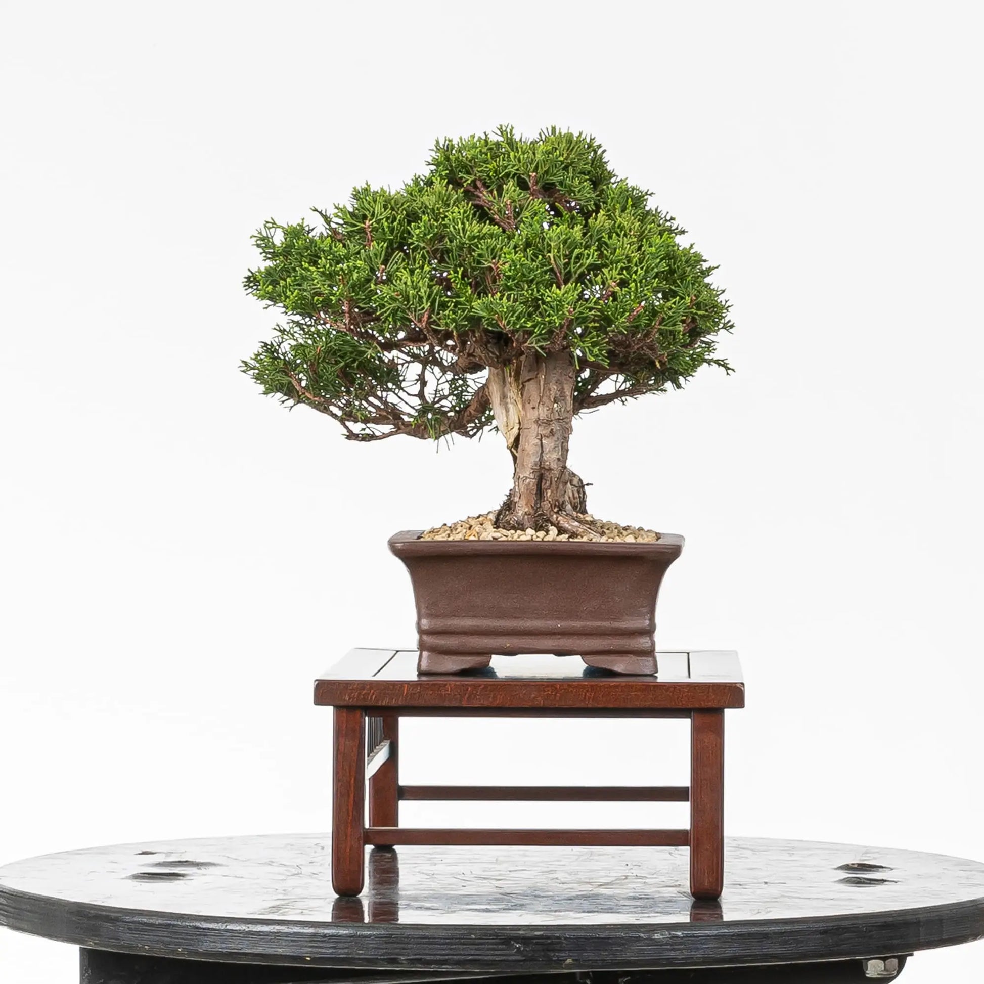 Cara izquierda de bonsai de itoigawa
