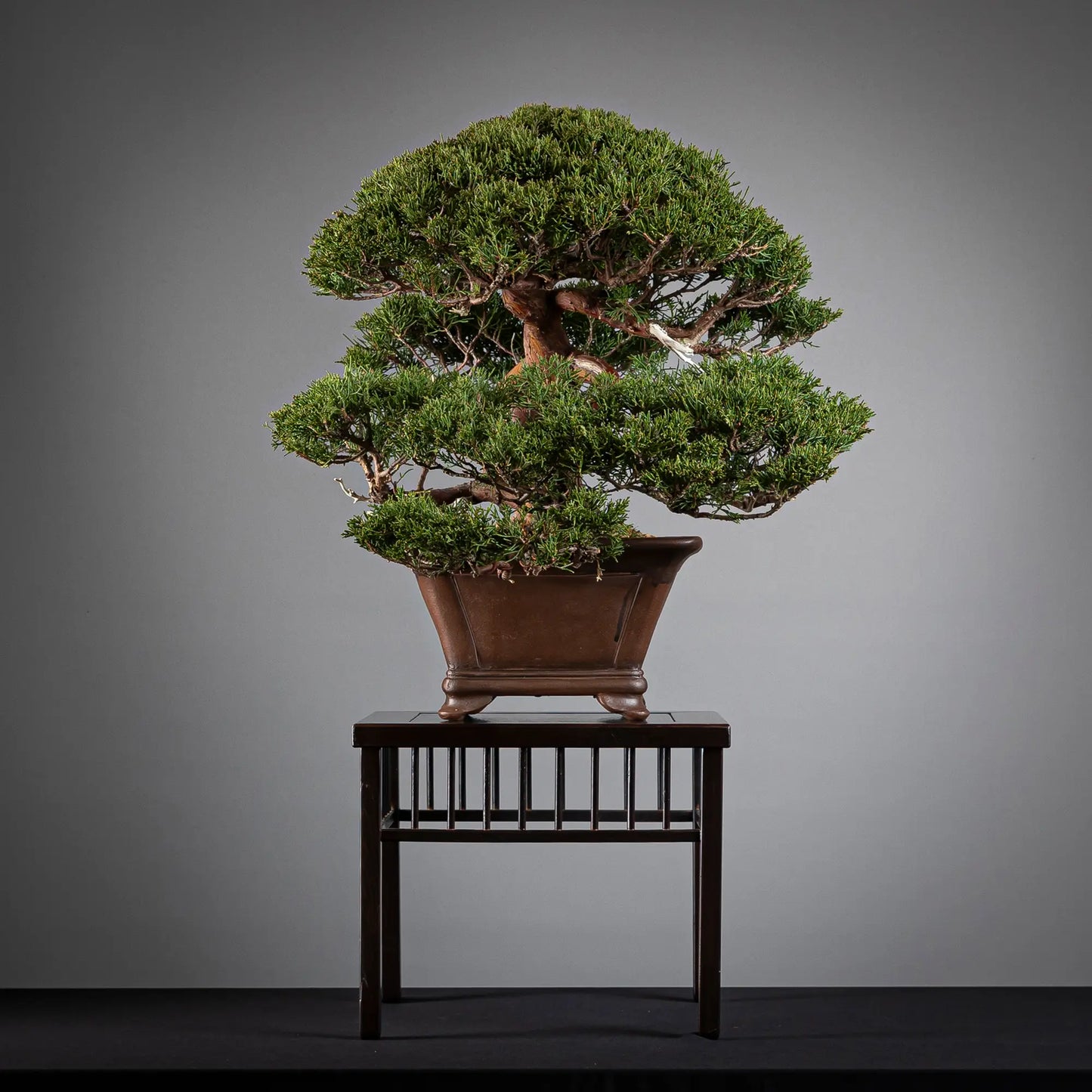 Cara izquierda de bonsai de juniperus itoigawa