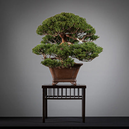 Cara izquierda de bonsai de juniperus itoigawa
