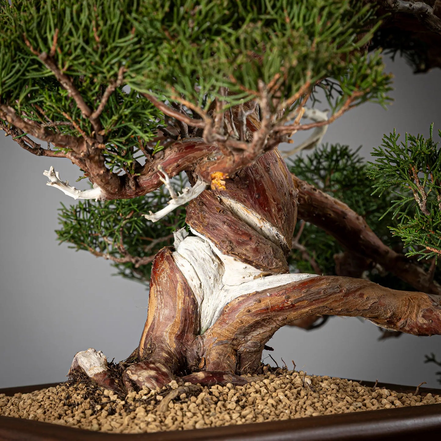 Detalle de nebari y shari de juniperus itoigawa