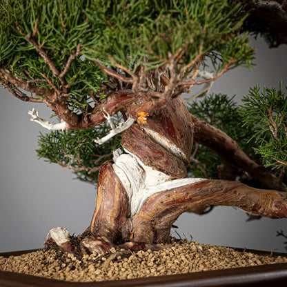 Detalle de nebari y shari de juniperus itoigawa