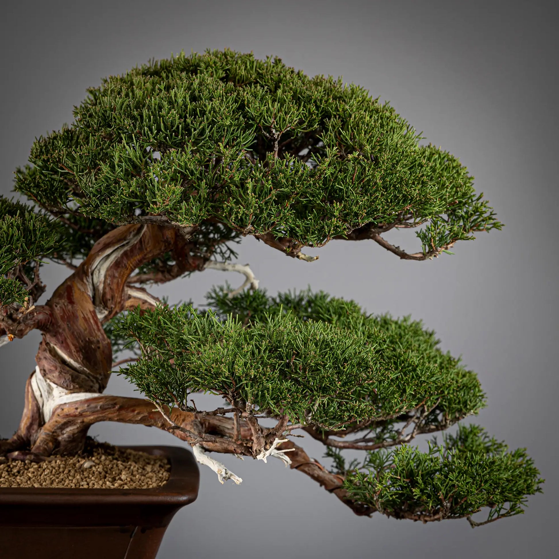 Detalle de copa de juniperus itoigawa