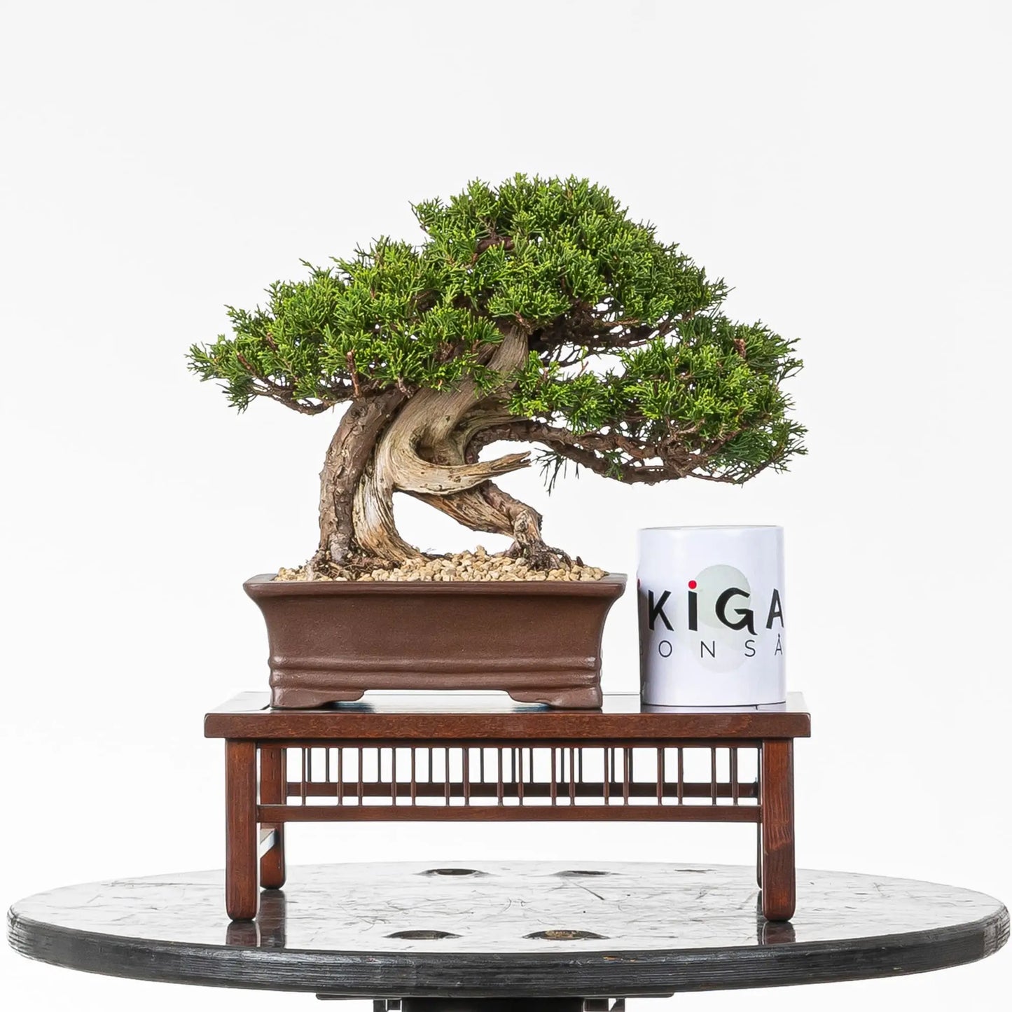 Comparativa de tamaño de bonsai tanuki de itoigawa con una taza de ikigai bonsai.