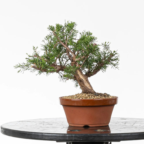Prebonsai de itoigawa